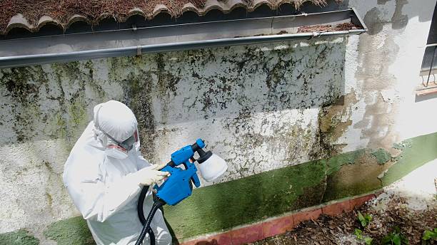 Top rated local Mold Testing specialists in Grasonville, MD